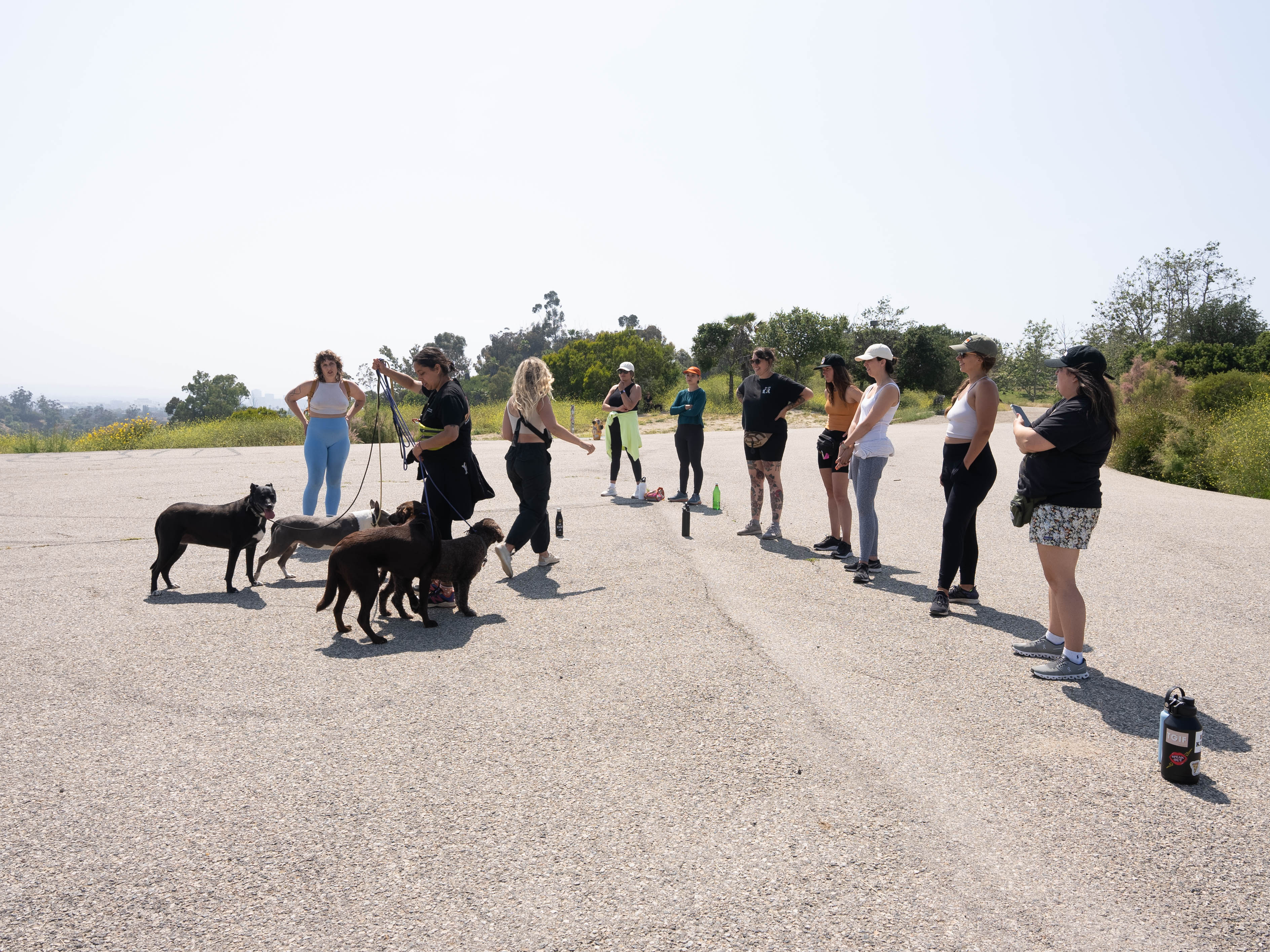 Trainer with pack of dogs in Beverly Hills